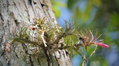 Anoplophytum