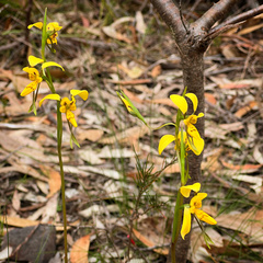 Diuris aurea