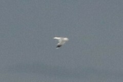 Larus californicus