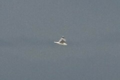 Larus californicus