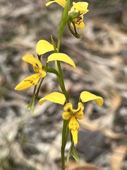 Diuris aurea