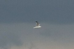 Larus californicus