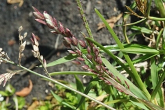 Eragrostis unioloides