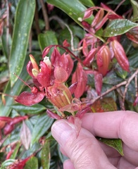 Cavendishia bracteata