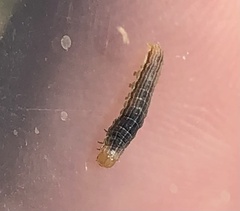 Erannis tiliaria
