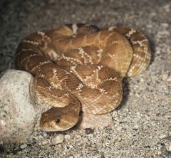 Crotalus ruber