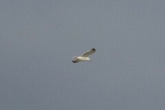 Larus californicus