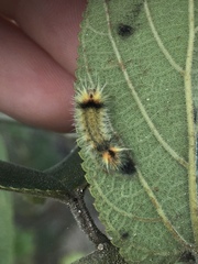Halysidota cinctipes