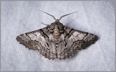 Hypobapta diffundens