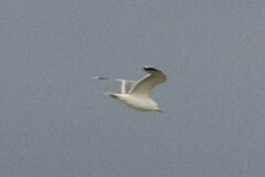 Larus californicus