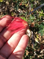 Calliandra californica