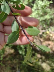 Forestiera pubescens