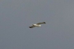 Larus californicus