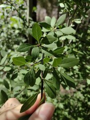 Forestiera pubescens