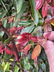 Cavendishia bracteata