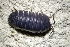 Armadillidium depressum