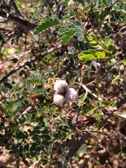 Calliandra californica