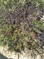 Calliandra californica