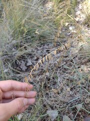 Bouteloua curtipendula