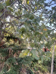 Quercus douglasii