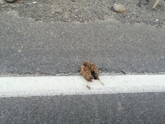 Nothoprocta perdicaria