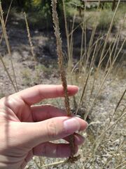 Sporobolus cryptandrus