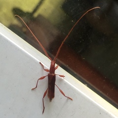 Chenoderus testaceus