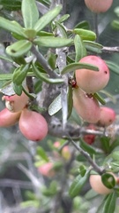 Castela erecta