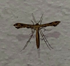 Lantanophaga pusillidactylus