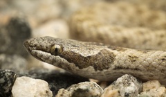 Hypsiglena chlorophaea