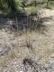 Sporobolus cryptandrus