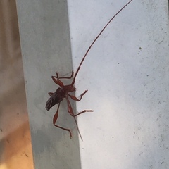 Chenoderus testaceus