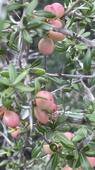 Castela erecta