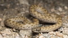 Hypsiglena chlorophaea