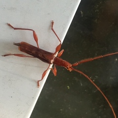 Chenoderus testaceus