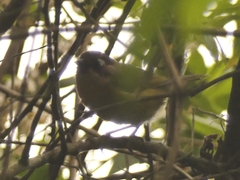 Chlorospingus flavopectus