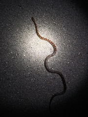 Pantherophis guttatus