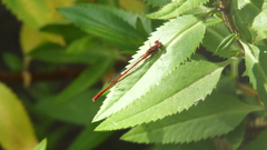 Xanthocnemis zealandica