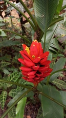 Musa coccinea