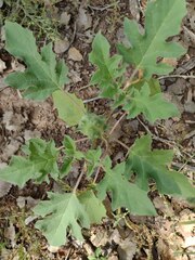 Datura quercifolia