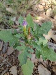 Datura quercifolia