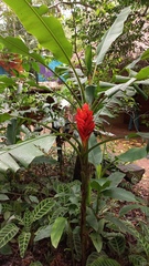 Musa coccinea