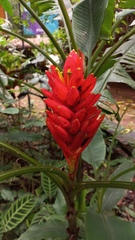 Musa coccinea