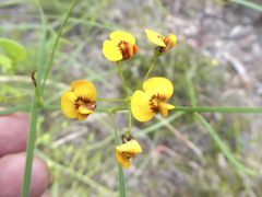 Daviesia wyattiana