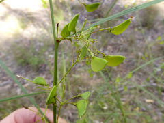 Daviesia wyattiana