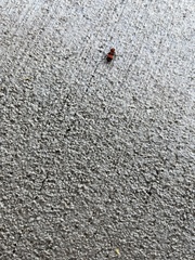 Enoclerus ichneumoneus