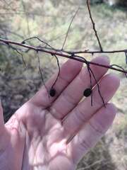 Celtis tenuifolia