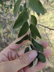 Celtis tenuifolia