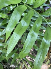Asplenium oblongifolium