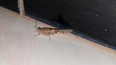 Sphingonotus rubescens